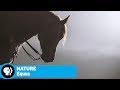 Exploring the World of Horses