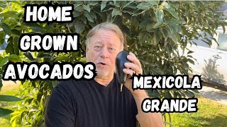 GROW YOUR OWN MEXICOLA GRANDE AVOCADOS | MAKE THE FRESHEST GUACAMOLE