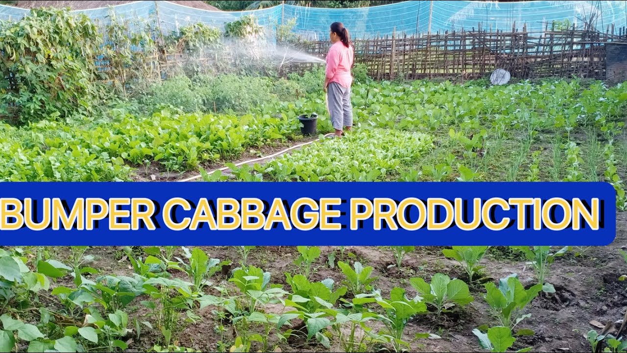 Bumper Cabbage production// Vegetable special// #kitchengardening # ...