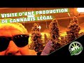 Je visite mtl cannabis  tour vip dune usine de production de weed legal