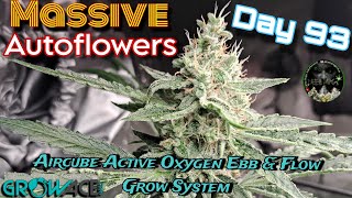 Autoflowers : Growing Massive Autoflowers in the Aircube Active Oxygen Ebb & Flow Grow System