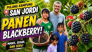 AKHIRNYA SUDAH SAMPAI KAMPUNG LAGI & LANGSUNG PANEN BLACBERRY LIAR 