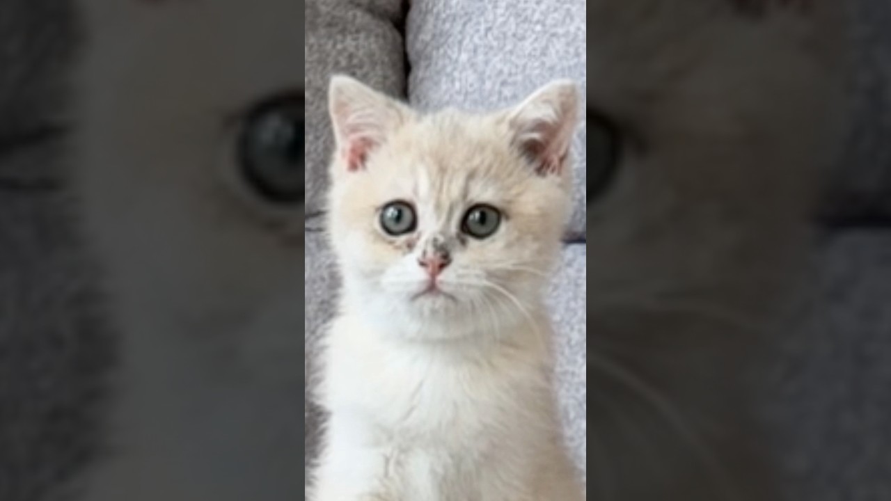 KITTYYYY
