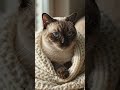 #cat #catlove #pets