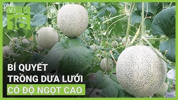 Mách cách trồng dưa lưới cho trái ngọt, mã đẹp | VTC16