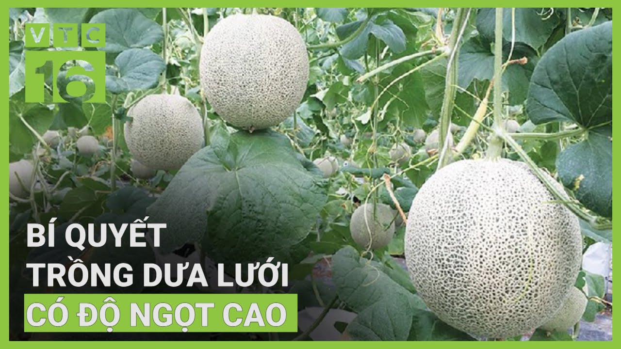 Mách cách trồng dưa lưới cho trái ngọt, mã đẹp | VTC16