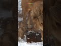 心の広いパパ🦁ママ自慢のパパ🐱旭山動物園ライオン#shorts #lion #baby