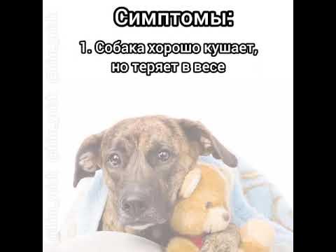 гельминтоз (глисты) у собак🐶 #dog #собакадругчеловека #most # ...