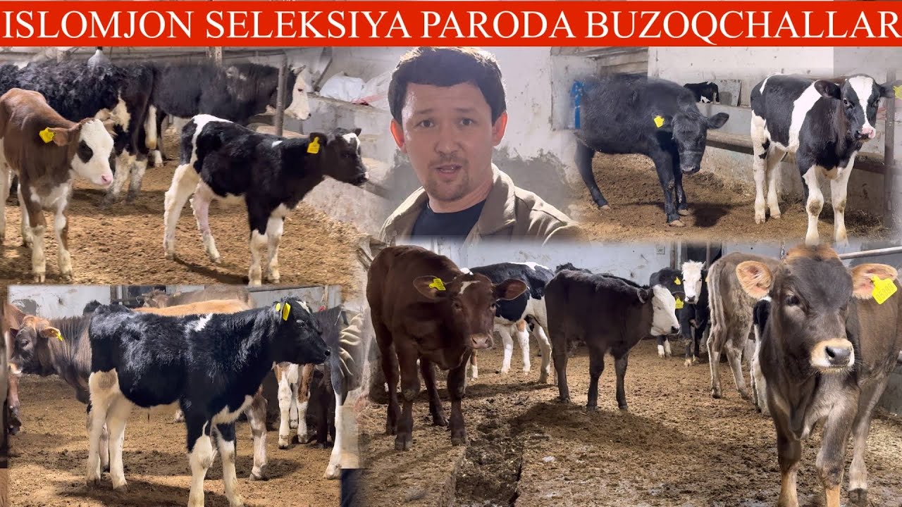 ISLOMJON😳F💥YANGI P SHVES ESTON NEMIM ANGUS BUQA ĞUNAJINLAT🚘DASTAFKSI B PULI ARZON✊🏃