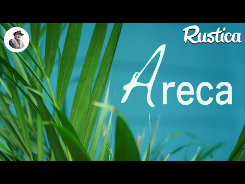 Vidéo: Les palmiers d'arec poussent-ils vite ?