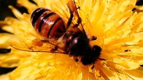 Celestron Flipview videoing a bee