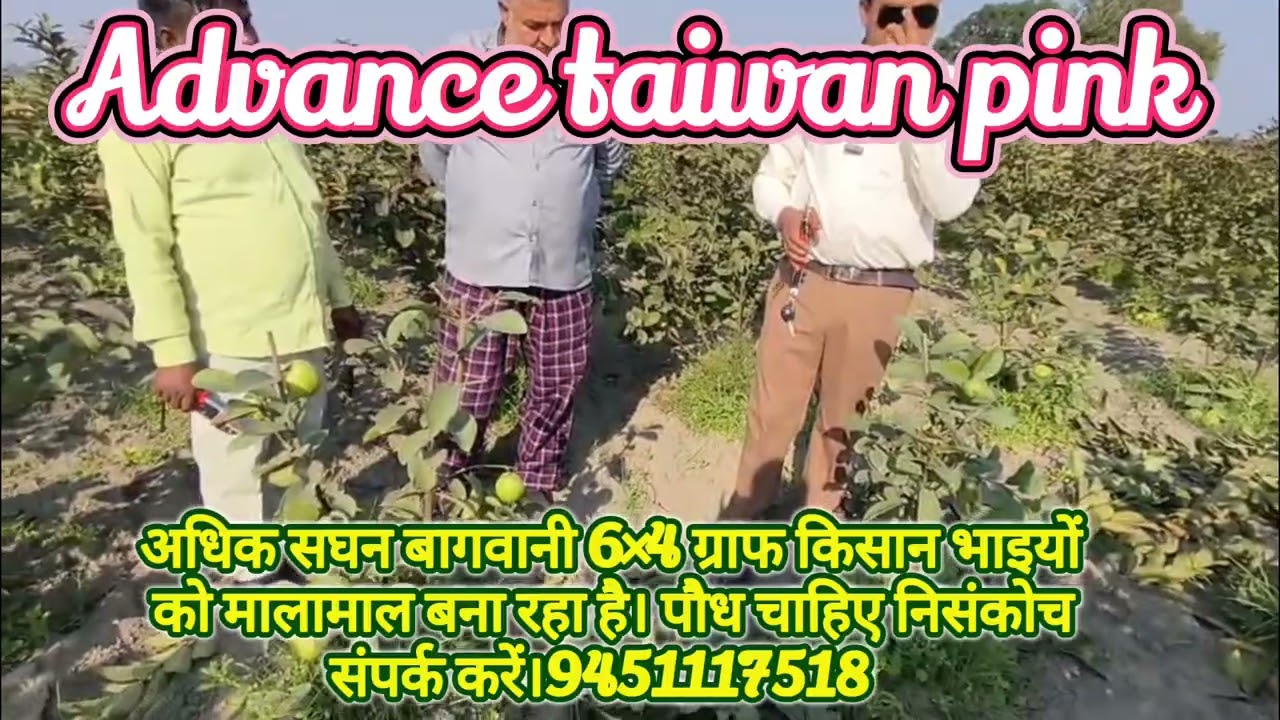 All India Plants Free Home delivery services available contact -9451117518