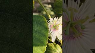 Passiflora foetida flower, commonly known as the stinking passion flower or wild water lemon !