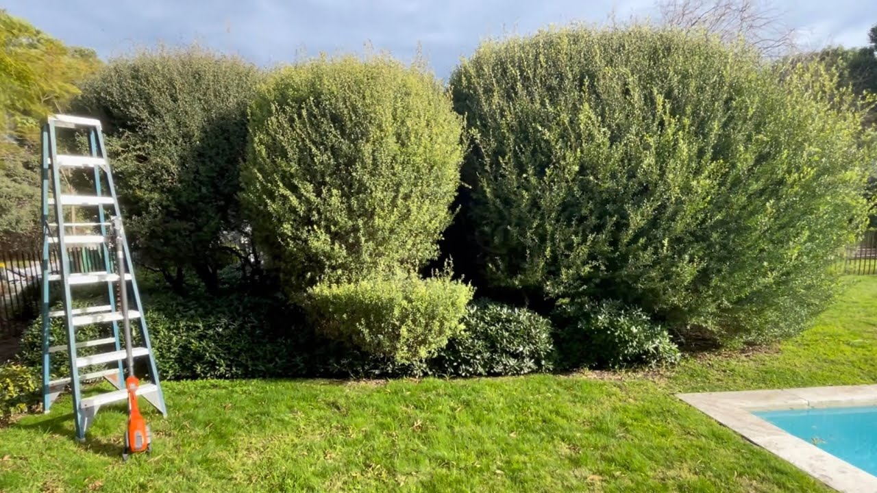 HUGE BALL shaped hedge gets a Big trim… - YouTube