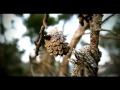 MEGANOIDI  -  Un approdo  - Video Clip Ufficiale