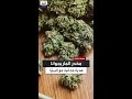 فريق مهمة خاصة يوثق بالصوت والصورة واقعة غير قانونية لبيع مخدر الماريجوانا 