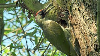 Dzięcioł zielony Picus viridis w Poznaniu  Naramowicach