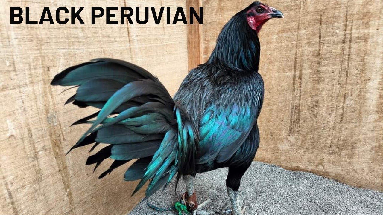 Peruvian Martin Beautiful Black Peruvian Martin Wilder 💯 - YouTube