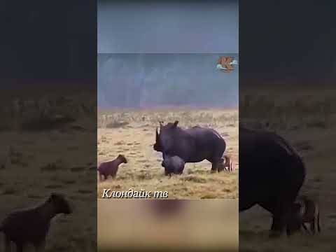 Гиены напали на носорога.