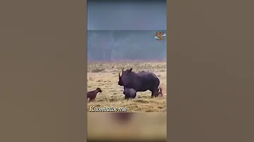 Гиены напали на носорога.