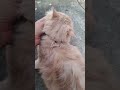 #cat #catlover #music #funny #funnycats #sweetpet #musicgenre #mysweetpets #pets
