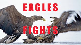 Birds of prey fighting - EAGLES by Wildlife World 1,940 views 3 months ago 1 minute, 48 seconds