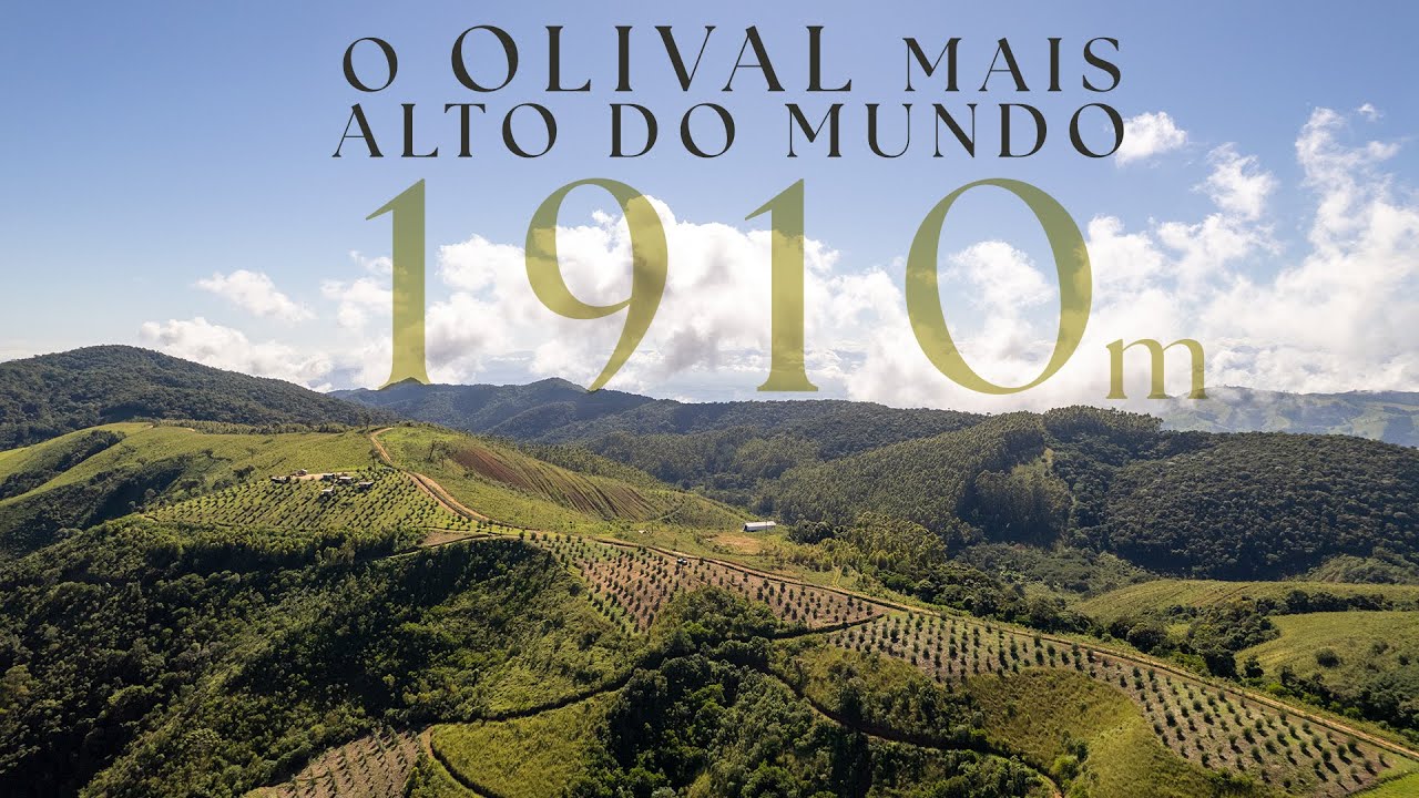 COLHEITA NO OLIVAL MAIS ALTO DO MUNDO!