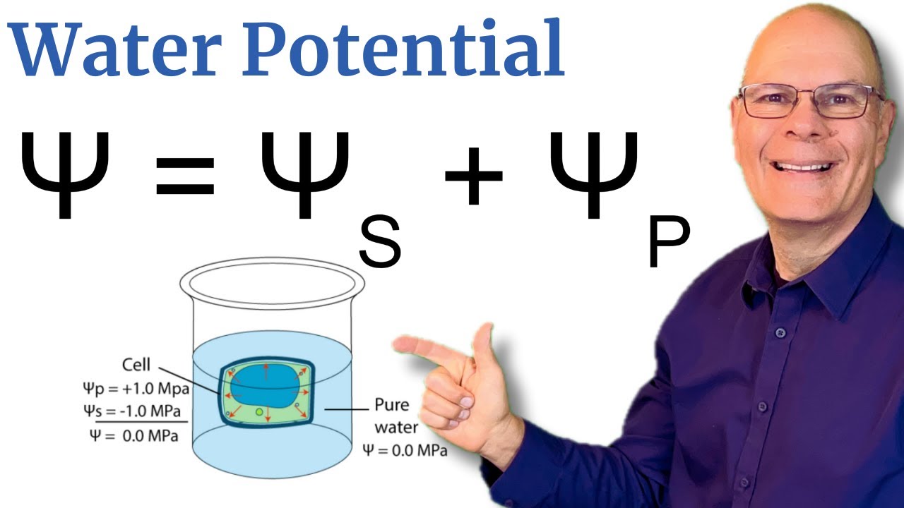 Understand Water Potential! 5 Minute Explanation for AP Bio