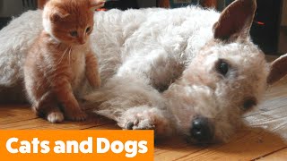 Cutest Dogs and Cats | Funny Pet Videos