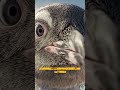 Pinguins escondem segredos absurdos #pinguim #animais #natureza