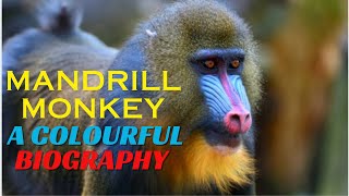 Mandrill Monkey A Colorful Biography Ep.03