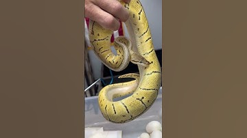 LemonBlast Swirl Eggs