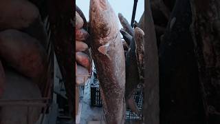 Большие рыбы Якутии! часть 1 #yakutia #рыбалка #fishing #налим #якутия #россия