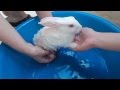 washing our little bunny