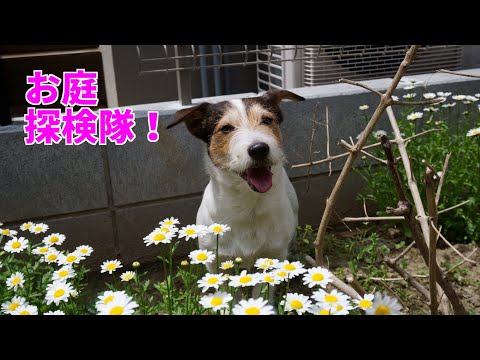 お庭探検隊!ゆっくり庭を探検したジャックラッセルテリアと飼い主