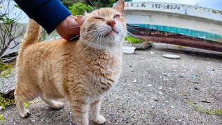 A stray cat that was under a boat at the fishing port came out to be petted