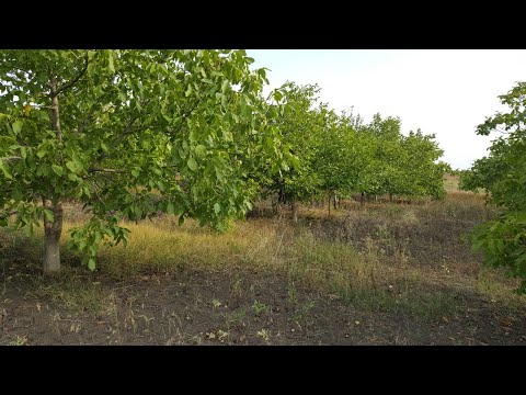 Video: Ce copac produce nuci?