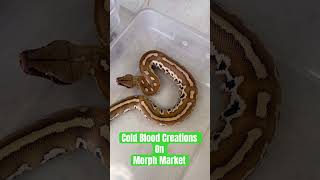 Available Blood Pythons