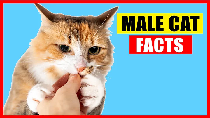 17 Surprising Facts About Male Cats - DayDayNews
