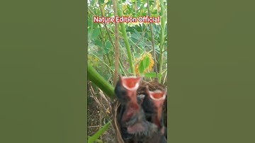 Nature Care Baby Bird🐦🐥| Viral Shots 🔥🔥#nature #viral #india #bollywood #iccworldcup2023