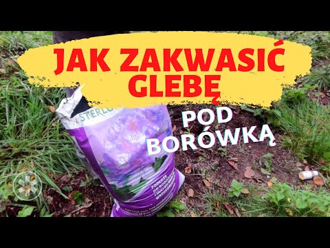 Wideo: Jak Zaparzyć Borówki