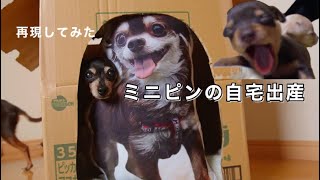 ミニピンが自宅で出産した時を思い出して泣いちゃった【人間1人犬4匹】