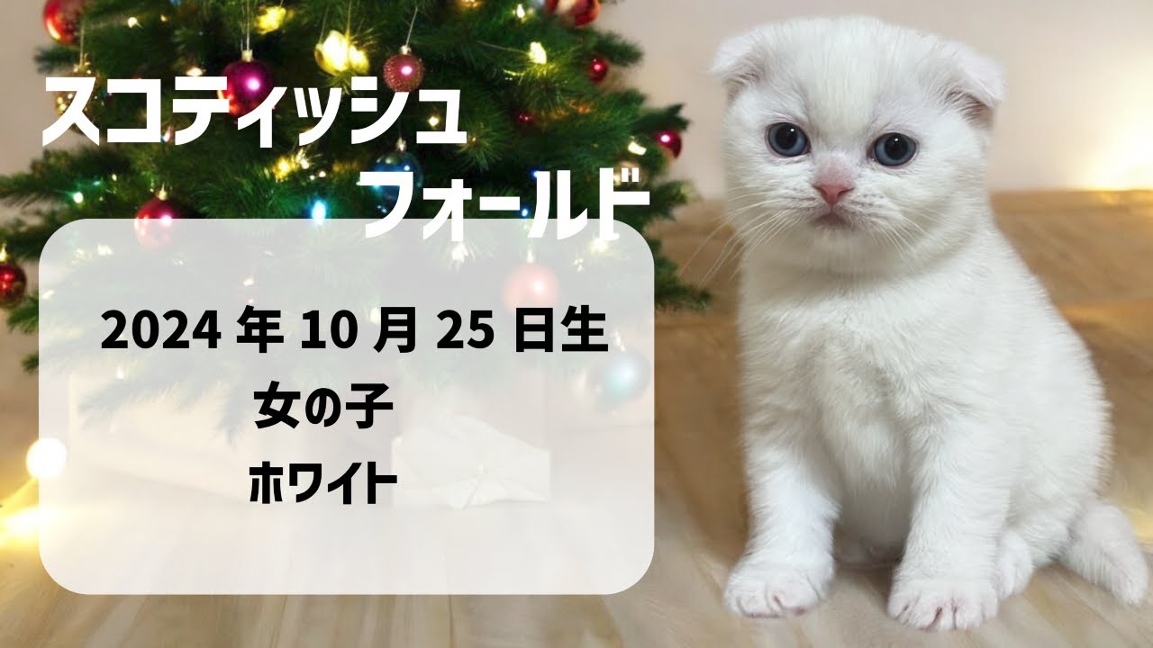 スコティッシュフォールド(10/25生) | 子猫一覧 | 茨城県でブリーダー