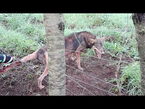 Video: Salvataggio di cani lupo