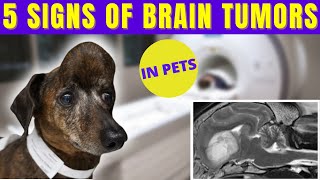 Vet Neurologist Explains - Brain Tumor Symptoms