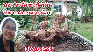 Bonsai บอนไซซากมั่งคั่งไม้เก่ามาแต่งใหม่..ไม้ตอใต้ดิน กิ่งขึ้นสมบูรณ์มา..