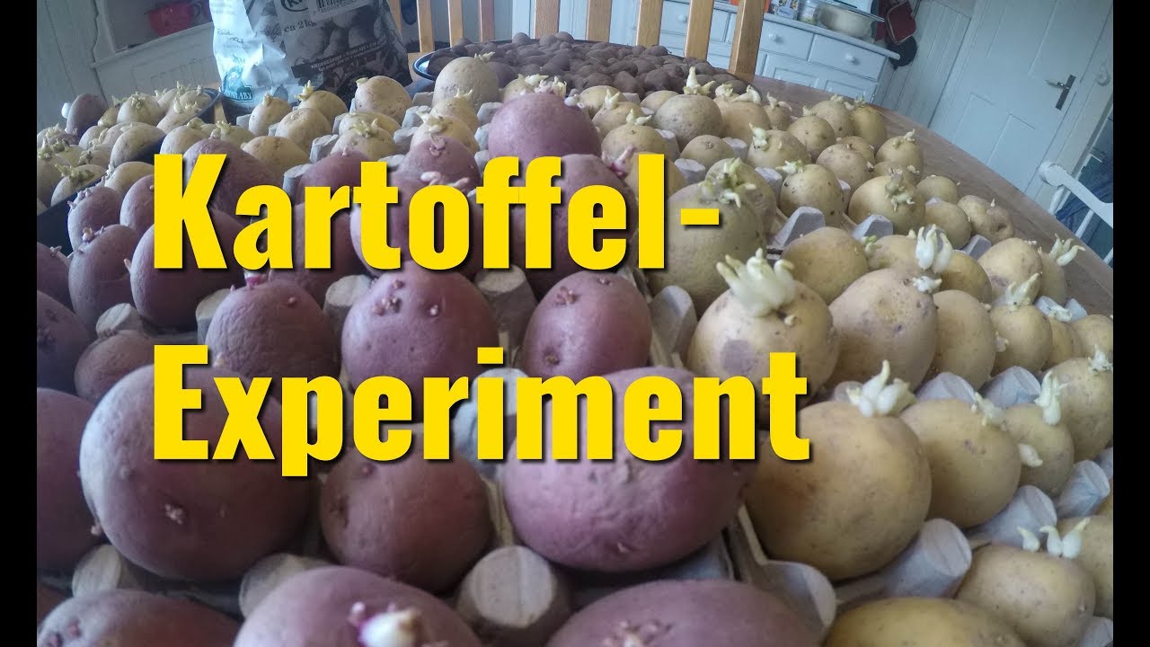 Kartoffel-Experiment Anbau traditionell vs. Permakultur ohne Umgraben im Mulchbeet - YouTube