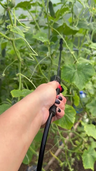 Паутинный клещ #дача #огород #garden #сад #обзорсемян #цветы # ...