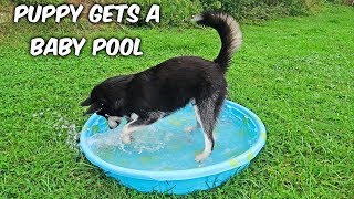 Alaskan Malamute Puppy Gets a Baby Pool