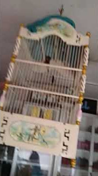 Kolibri isian lovebird,jenggot,cililin,ciblek